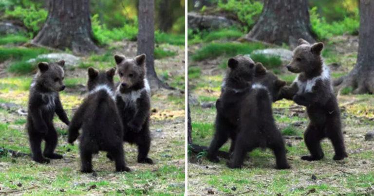 Fotografer Amatir Finlandia Menangkap Tiga Anak Beruang ‘Berdansa’ di Hutan