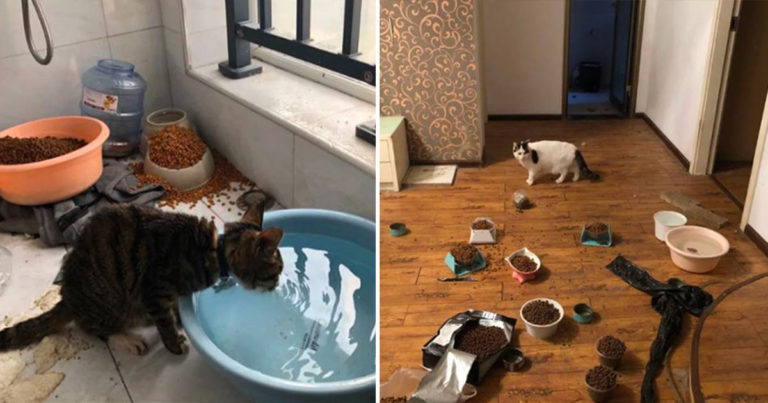 Mereka Berlomba untuk Menyelamatkan Hewan Peliharaan di Wuhan yang Kelaparan Karena Pemiliknya Tidak Bisa Kembali ke Rumah
