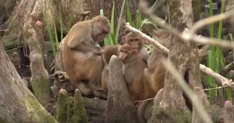 Penyakit dari Monyet yang Mematikan di Dunia: Bagaimana Herpes, Cacar dan Ebola Bisa Membunuh Jutaan Orang