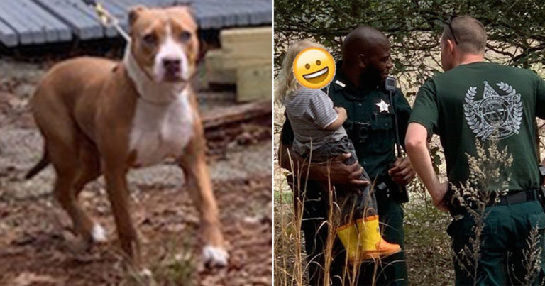 Pitbull Melindungi Anak Usia Tiga Tahun yang Hilang di Hutan Sampai Mereka Ditemukan oleh Polisi