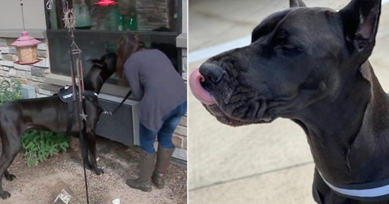 Anjing Terapi Ini Mengunjungi Panti Jompo untuk Menghibur Mereka dalam Isolasi
