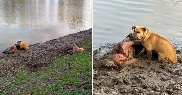 Dua Anjing Liar dengan Gigih Melindungi Nenek Tunawisma yang Buta yang Tidur di Tepi Sungai