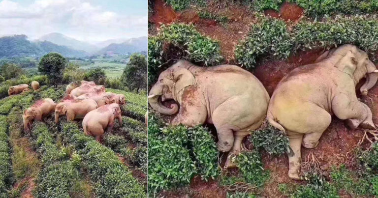Gajah yang Berkeliaran di Desa Mabuk Anggur Jagung 30 Kg dan Tertidur di Kebun Teh
