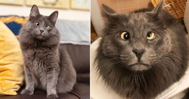 Temui  Belarus, Kucing Bermata Juling yang Diselamatkan yang Selalu Terlihat Bingung