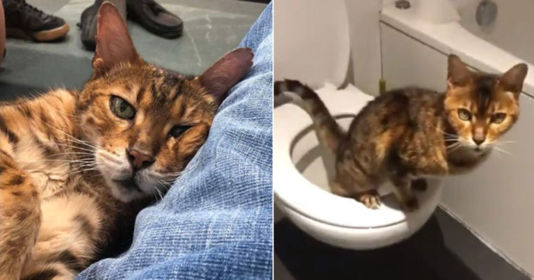 Kucing yang Cerdik Ini Meniru Segala Hal yang Dilakukan Pemiliknya, Bahkan Menggunakan Kamar Mandi