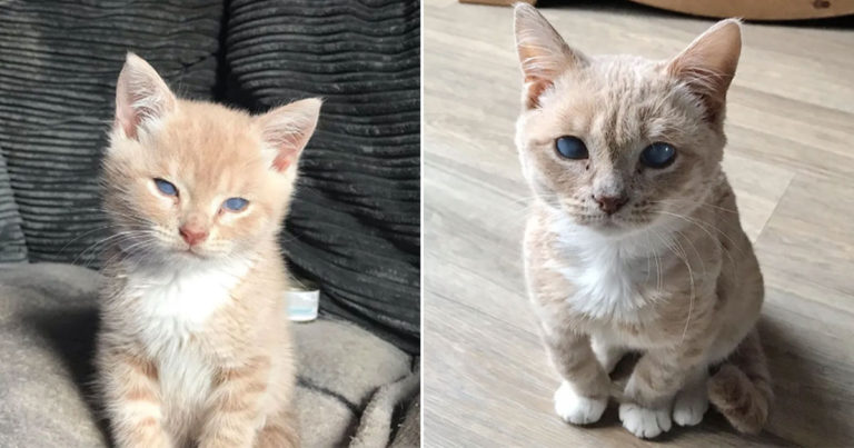Kucing Liar dengan Kondisi Langka Sangat Senang Menemukan Rumah yang Sempurna