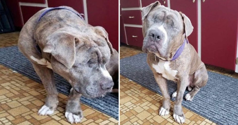 Mereka Mencari Rumah untuk Anjing Buta yang Diselamatkan Setelah Ditinggalkan dan Tertabrak Mobil