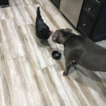 Pitbull dan Ayam Buta 4