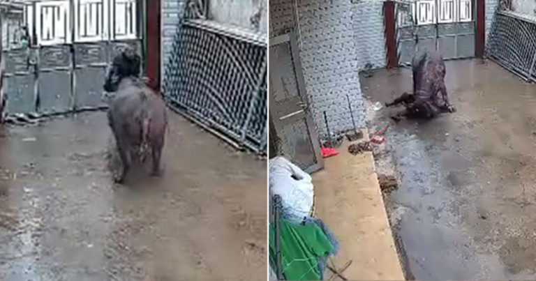 Seekor Kerbau Kabur dari Rumah Jagal Menyerang dan Menanduk Pemiliknya