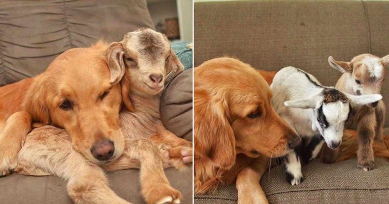 Anjing Emas yang Menyambut Semua Hewan yang Diselamatkan, Dia Tidak Bisa Menyembunyikan Obsesinya Terhadap Bayi-bayi Ini