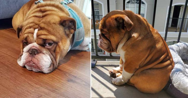 Bulldog Ini Menjadi Selebritis Online Setelah Fotonya yang Tampak Sedih Selama Lockdown Menjadi Viral