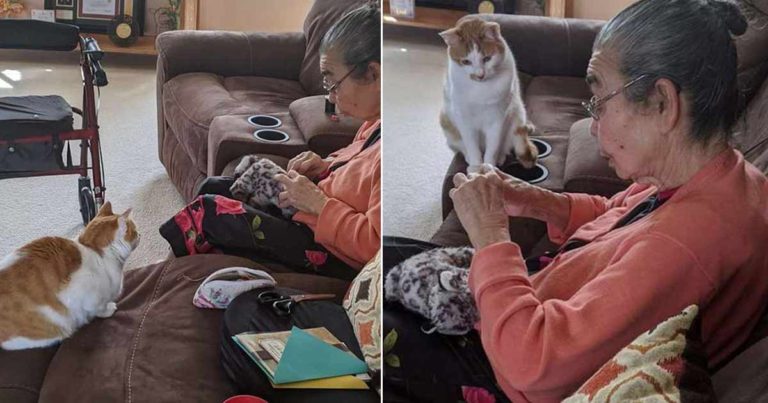 Kucing Duduk dengan Sabar Menunggu Nenek Memperbaiki Mainan Boneka Favoritnya