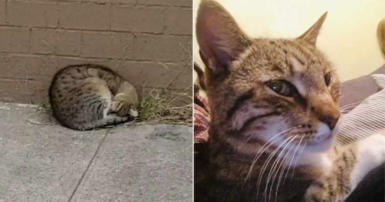 Meringkuk di Sebelah Dinding, Dia Berdoa Agar Orang yang Tepat Datang ke Kehidupannya