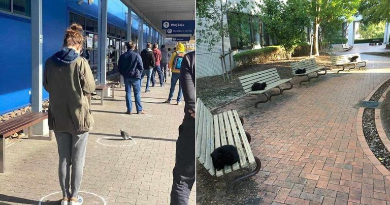 Netizens Berbagi Gambar Bagaimana Hewan Lebih Baik daripada Manusia dalam Jaga Jarak Sosial