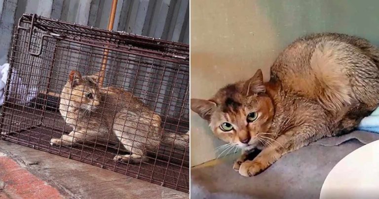 Seekor Kucing Selamat dari Mimpi Buruk Setelah Perjalanan Lebih dari 22.000 Kilometer Tanpa Makan dan Minum