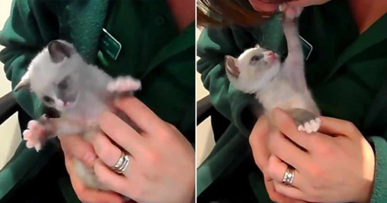Seorang Wanita Menyelamatkan Anak Kucing yang Ditinggalkan dan Sekarang Dia Tidak Berhenti Berterima Kasih dengan Memberikan Pelukan dan Ciuman
