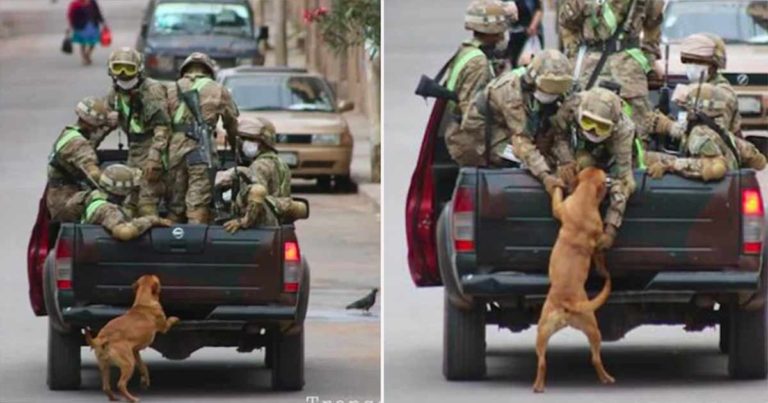 2 Anjing yang Mengejar Mobil Tentara Akhirnya Diadopsi