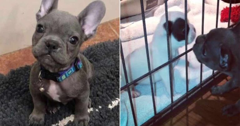 Anak Anjing dengan Kondisi Langka Menentang Kematian dan Sekarang Senang Memiliki Saudara Seperti Dirinya