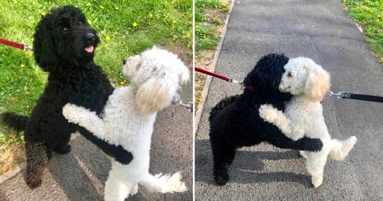 Anjing Bersaudara yang Telah Dipisahkan Ini Bertemu di Taman dan Seketika Mereka Berpelukan