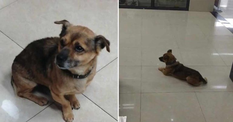 Anjing Ini Menunggu 3 Bulan di Rumah Sakit, Tidak Tahu Pemiliknya Sudah Meninggal Karena COVID-19
