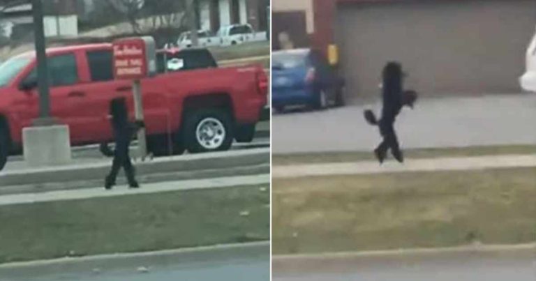 Anjing yang Mengejutkan Semua Orang Karena Berjalan Seperti Manusia di Jalanan