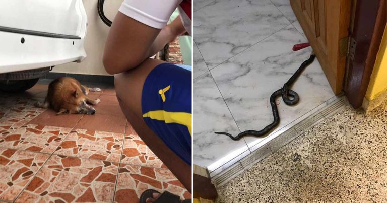 Anjing yang Setia Ini Mati Setelah Bertarung dengan Ular Beracun untuk Menyelamatkan Keluarganya