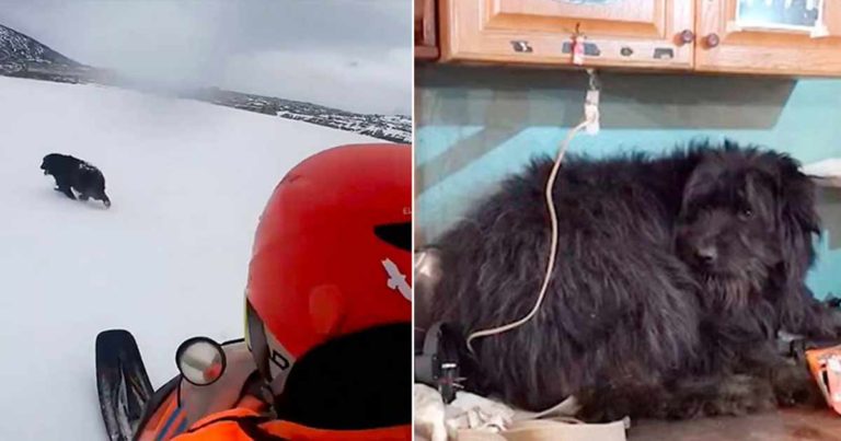 Anjing yang Setia Menunggu Selama Dua Bulan di Atas Laut Es, Berharap Pemiliknya Akan Kembali