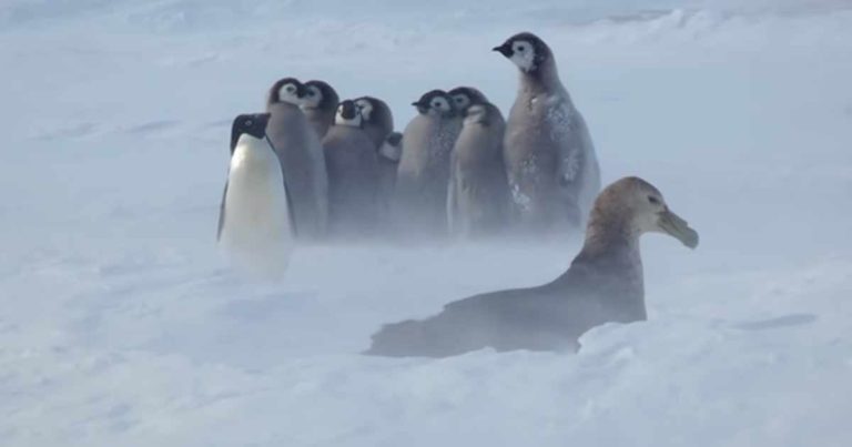 Seekor Penguin Tersesat dari Antartika Berenang ke Selandia Baru Menempuh Lebih dari 4.000 Kilometer