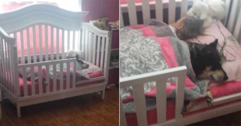 Dia Mencari Anjingnya ke Mana-mana , Saat Memasuki Kamar Bayinya Dia Tidak Bisa Berhenti untuk Merekam