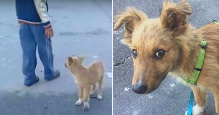 Dia Selalu Ditolak Setiap Kali Mengikuti Orang-orang di Jalan untuk Mengambil Hati Mereka dan Memiliki Rumah
