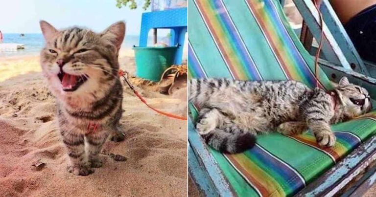 Foto-foto Lucu Anak Kucing yang Pergi ke Pantai untuk Pertama Kalinya Memikat Jutaan Orang