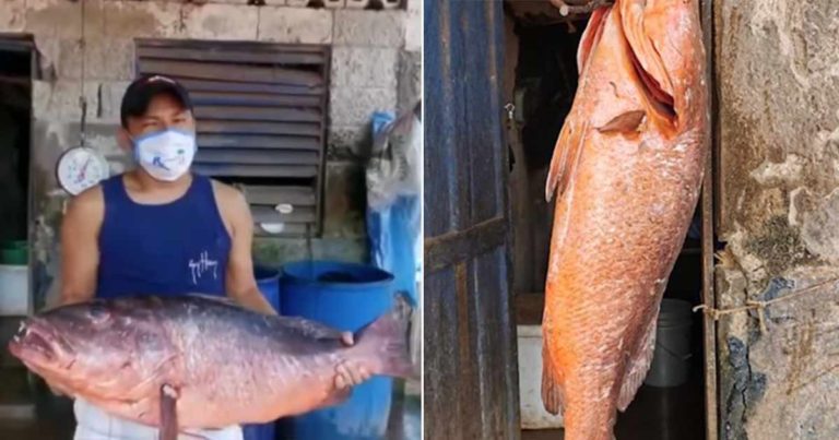 Keajaiban Tuhan, Ikan Raksasa Muncul di Daerah Miskin yang Tidak Punya Apa-apa untuk Dimakan