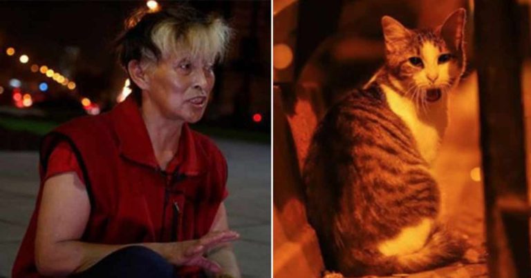 Kanker Mengancam Hidupnya, Tetapi yang Dia Inginkan Hanyalah Menyelamatkan Kucing Jalanan