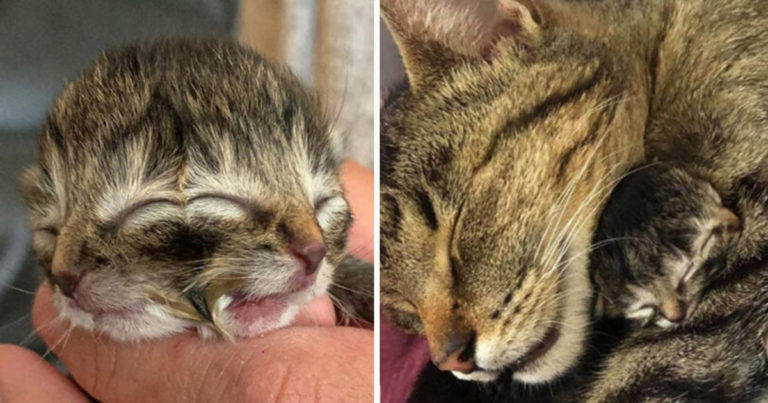 Kucing Berwajah Dua, Bskuit dan Gravy, Mati Hanya Tiga Hari Setelah Lahir