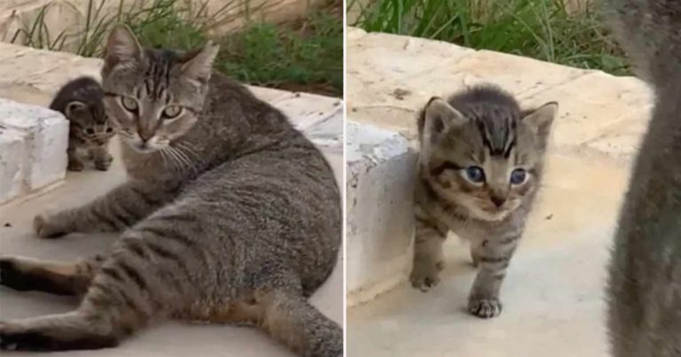 Kucing Liar Berteman dengan Sepasang Kekasih dan Memutuskan untuk Membawa Anak Kucingnya ke Mereka