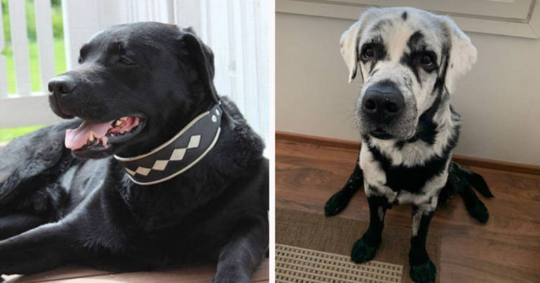 Temui Blaze, Labrador Retriever Hitam yang Memutih Karena Vitiligo