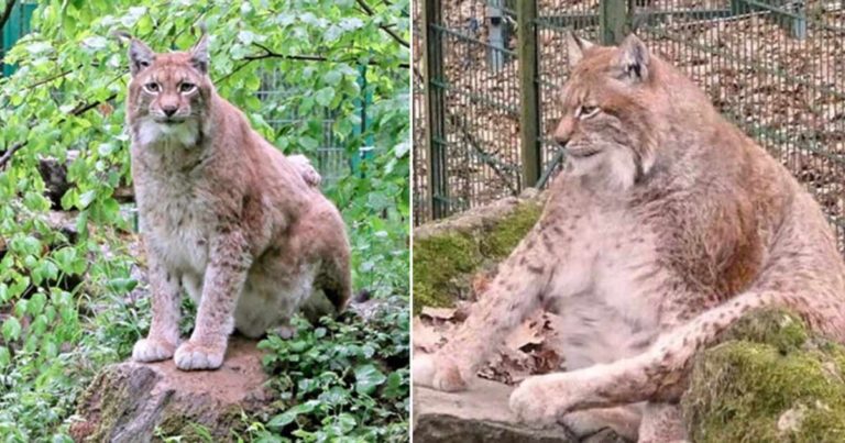 Rufus, Lynx Tergemuk di Dunia Mati dalam Usia 15 Tahun