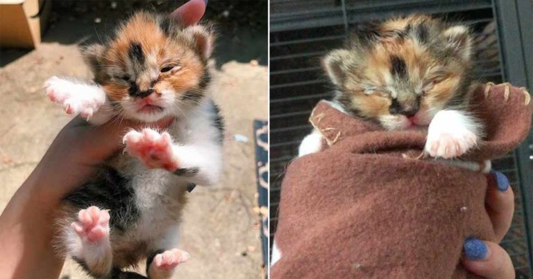 Mereka Mempertaruhkan Segalanya untuk Menyelamatkan Anak Kucing Mungil dan Lemah
