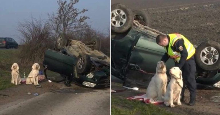 Mereka Menolong Korban Kecelakaan Lalu Lintas, Tetapi Meninggalkan Anjing-anjing Itu Terikat di Kendaraan