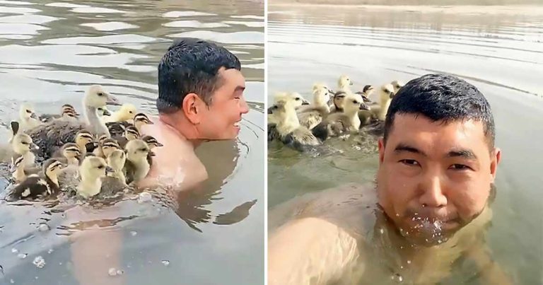 Momen yang Luar Biasa Saat Seorang Petani Berenang dengan Anak-anak Bebek di Punggungnya