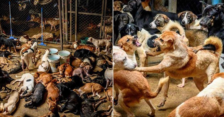 Penampungan di Thailand yang Menampung  Anjing Liar dan Tidak Percaya Adopsi Menyalahkan COVID-19 dengan Menurunnya Sumbangan