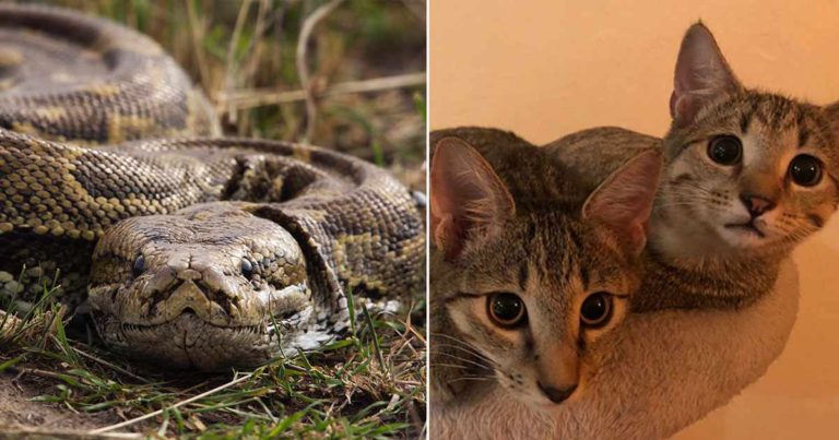 Pria Telanjang di Australia Bergulat dengan Piton Besar untuk Menyelamatkan Anak Kucingnya