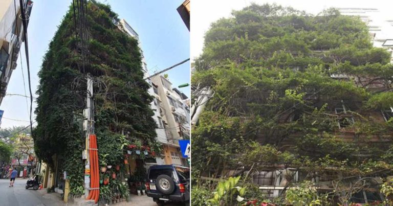 Pria Vietnam Menggunakan Dua Tanaman Merayap untuk Mengubah Gedung 5 Lantai Menjadi Taman Vertikal