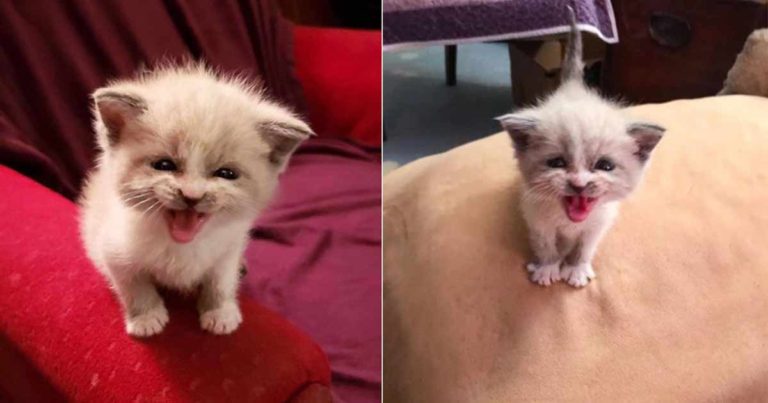 Saat Anak Kucing yang Diadopsi Ini Tersenyum pada Kamera Telah Melelehkan Jutaan Hati