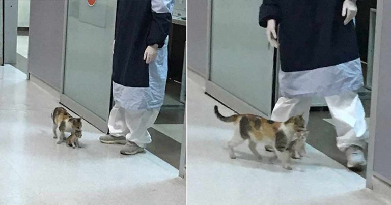 Seekor Induk Kucing Membawa Anaknya ke Rumah Sakit untuk Meminta Bantuan