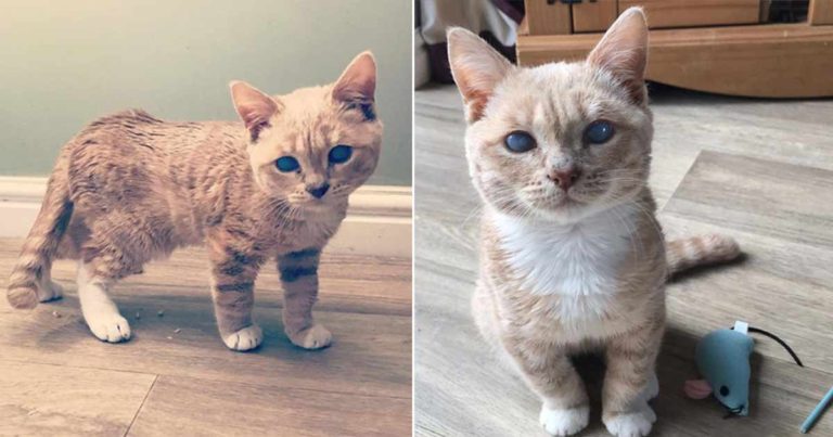Anak Kucing dengan Kondisi Langka Telah Menemukan Rumah yang Sempurna