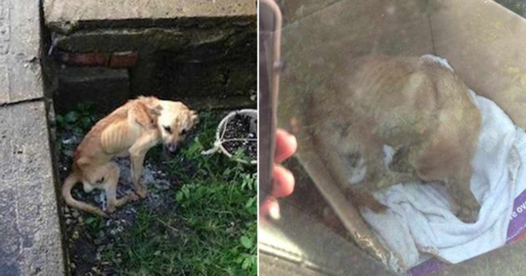 Seorang Polisi Menyelamatkan Seekor Anjing Liar yang Kelaparan dan Hampir Mati