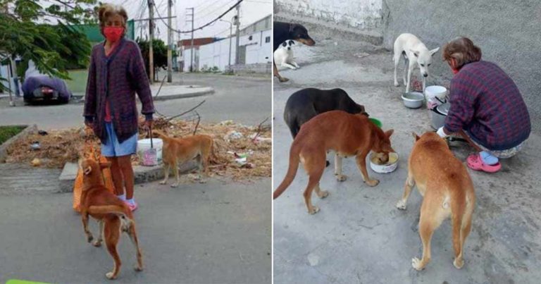 Seorang Wanita Miskin Keluar Setiap Hari dari Karantina untuk Memberi Makan Anjing-anjing Liar