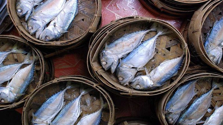 Ahli Gizi: Ikan Kembung Kaya Akan Omega 3 Gantikan Ikan Salmon