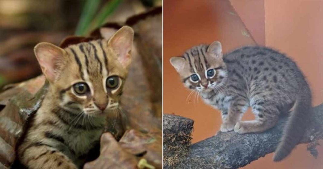 2 Anak Kucing Terkecil di Dunia  Lahir Memberi Harapan 